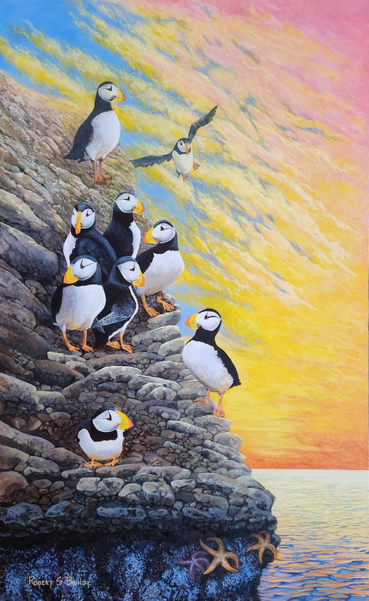 Low Tide Puffins A/P Print 11"x18"